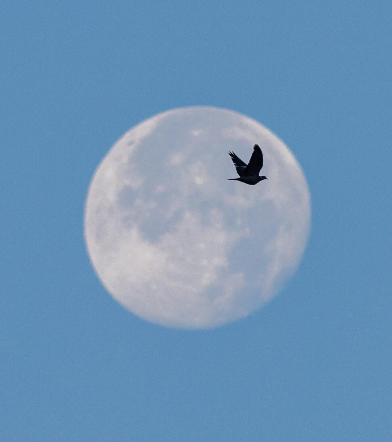 A pigeon I photographed in the right place and time :)