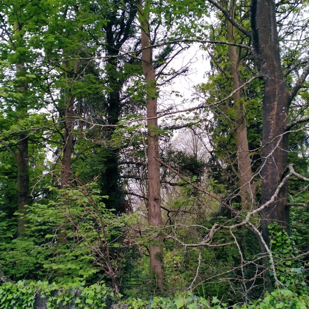 Do you ever just stand there, and gaze at the tall, endless trees, and realise how small and insignificant you really are?