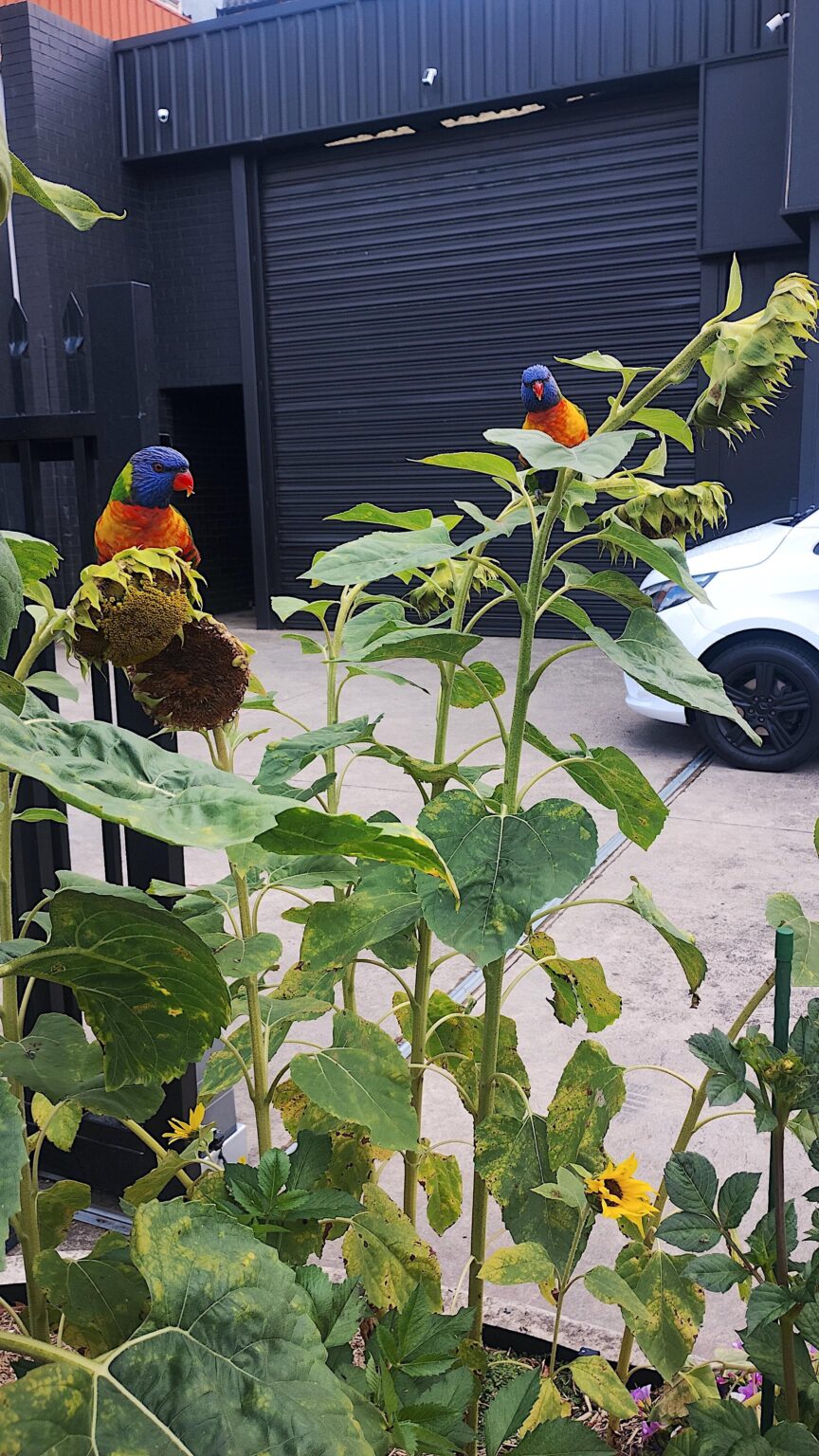 Two friends having brunch spotted in Brunswick