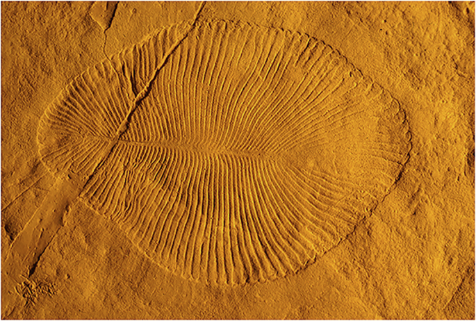 Field in the frame: fossilised Ediacaran faunal diversity