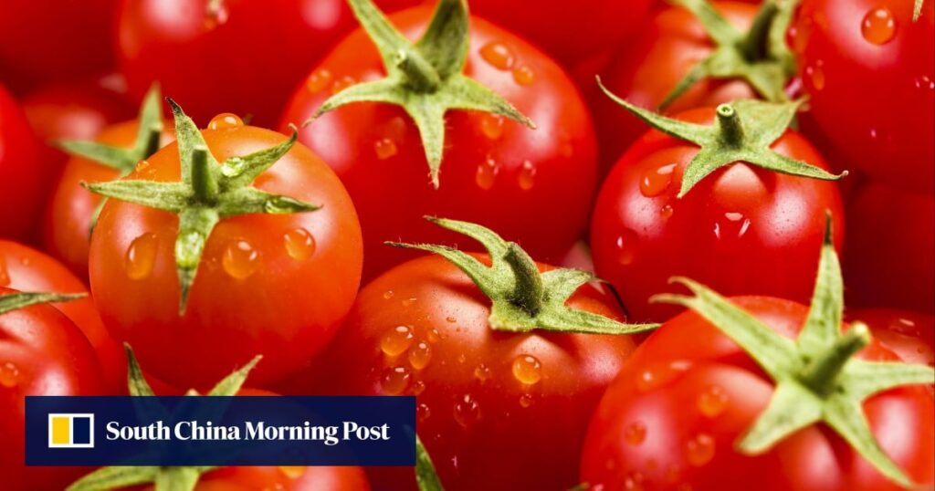 Chinese scientists engineer gene-edited tomato with popcorn aroma Chinese scientists engineer gene-edited tomato with popcorn aroma