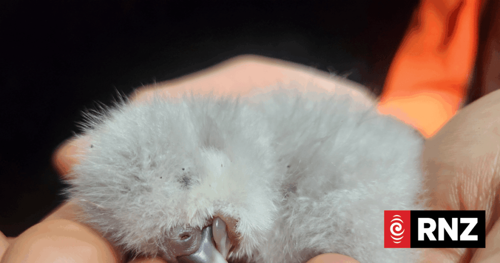 First kākāpō of this year's breeding season hatches on Valentine's Day