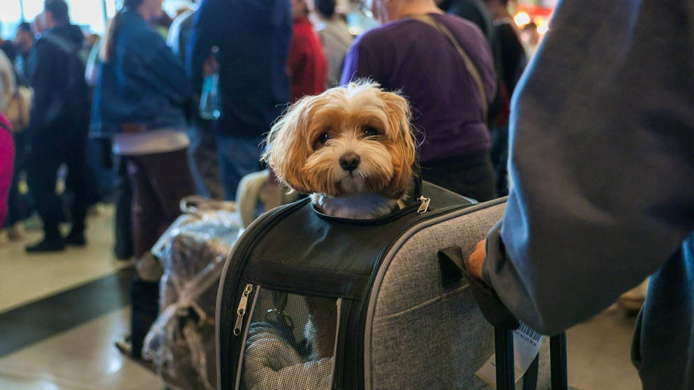 Anyone traveling by plane with a dog or cat must abide by the rules.