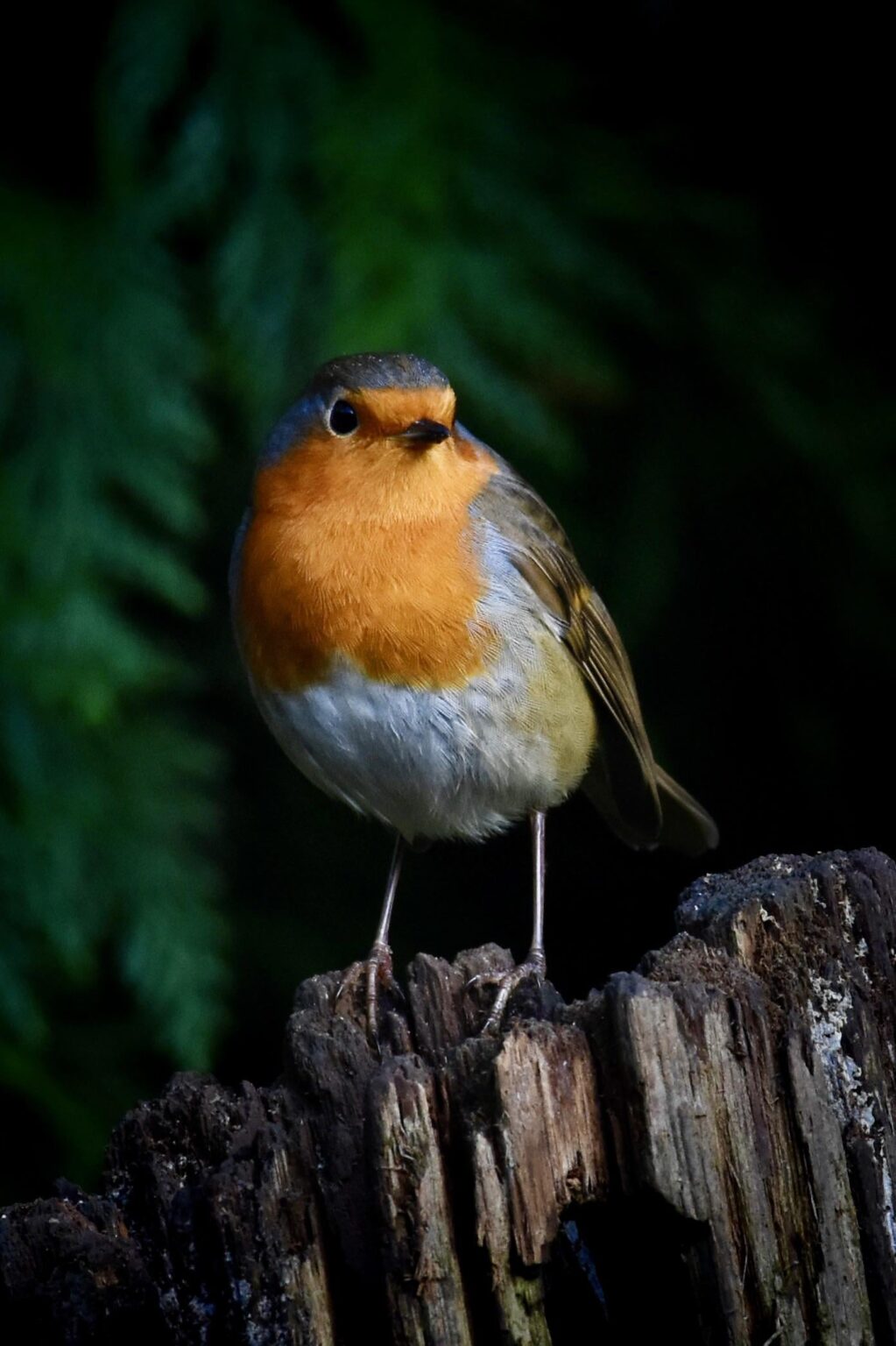 Robin, Millers Wood, Sussex