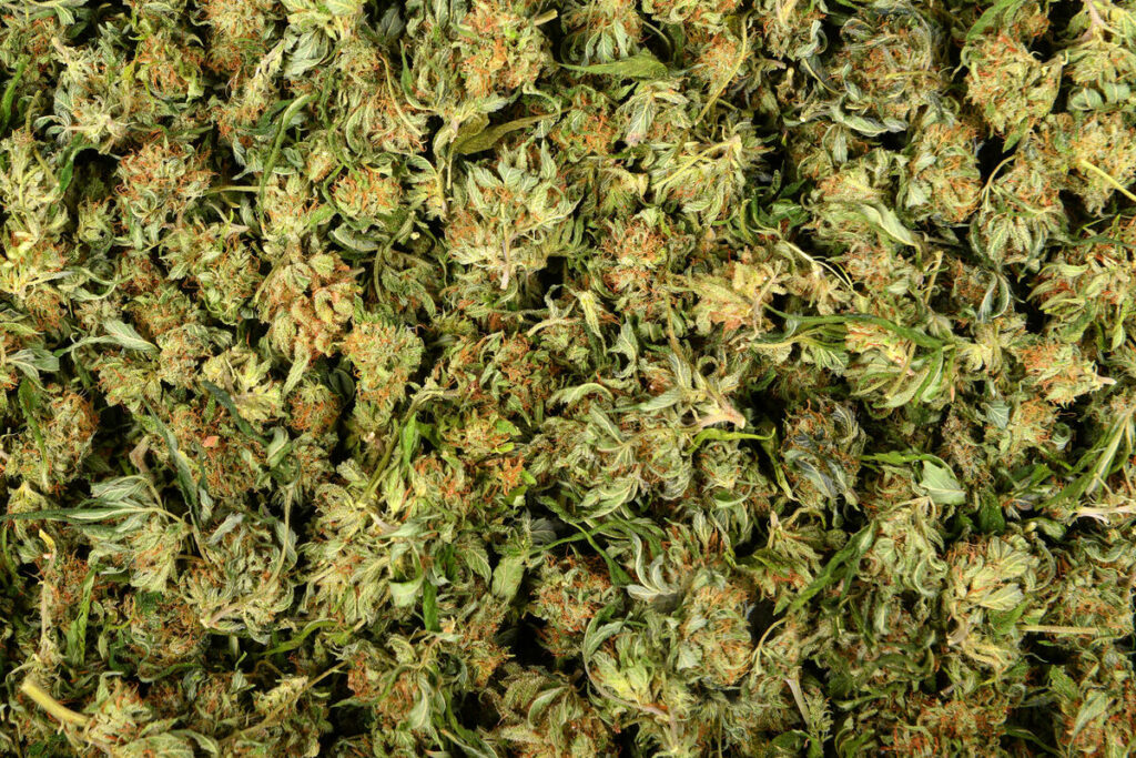 From Skopje to Kruševac – companies and individuals linked to marijuana cultivation
