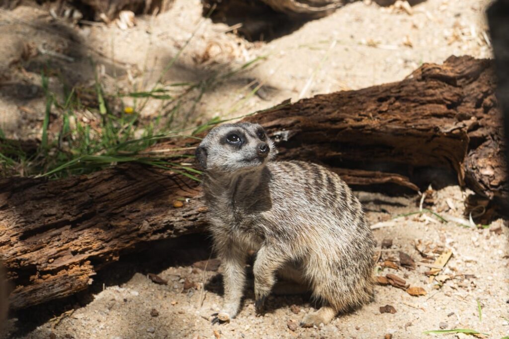 Went to Werribee Open Range Zoo this weekend