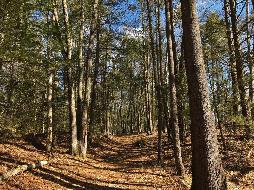 environmental trade-offs of biodegradable plastics