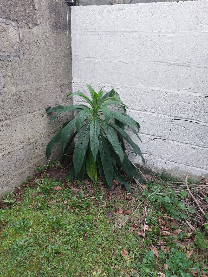 Echium pininana – the Pride of Tenerife. Photograph: John Miller
