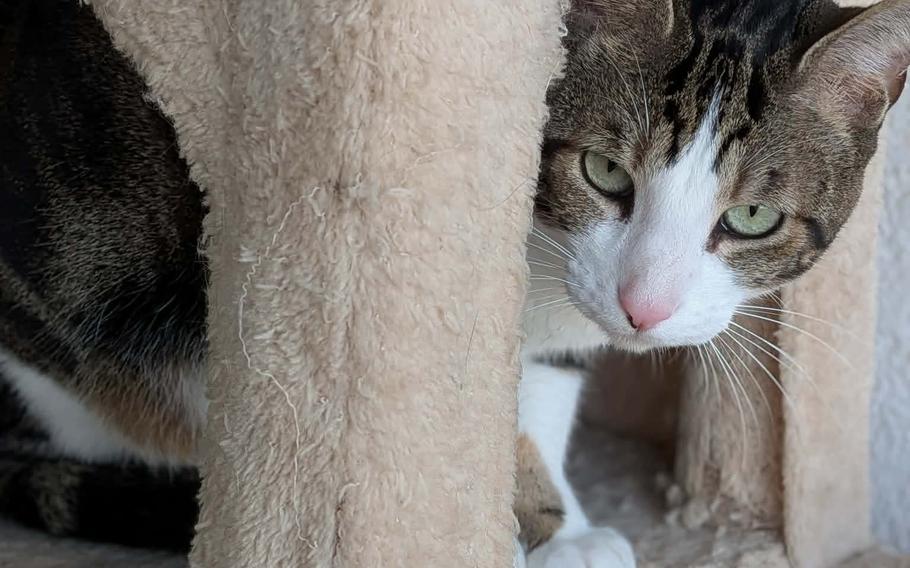 Barty coming out of bottom of cat tower