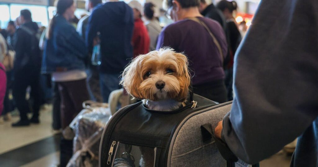 Violations pile up: Unruly Swiss passenger lets dog out of transport box - CHF 791 fine