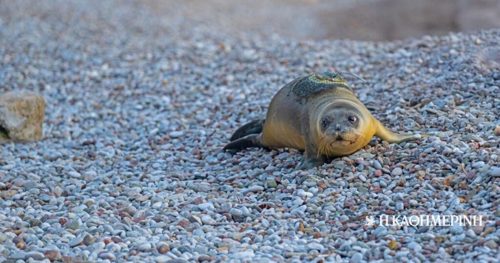 A record Mediterranean seal birth was recorded in the Sporades