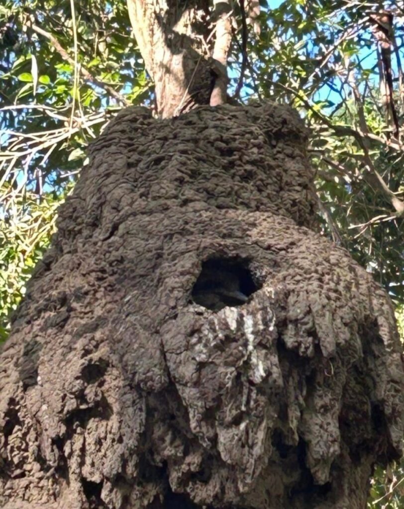 Need new children's song: Kookaburra sits in the old ant hill