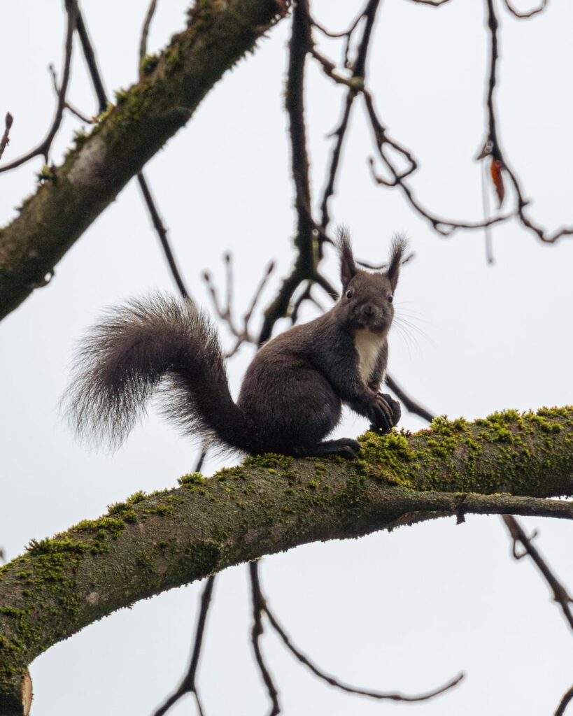 Yesterday I caught someone in the park during breakfast🐿️