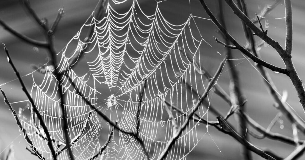 A spider's web reminds me that wonder endures | Entertainment/Life
