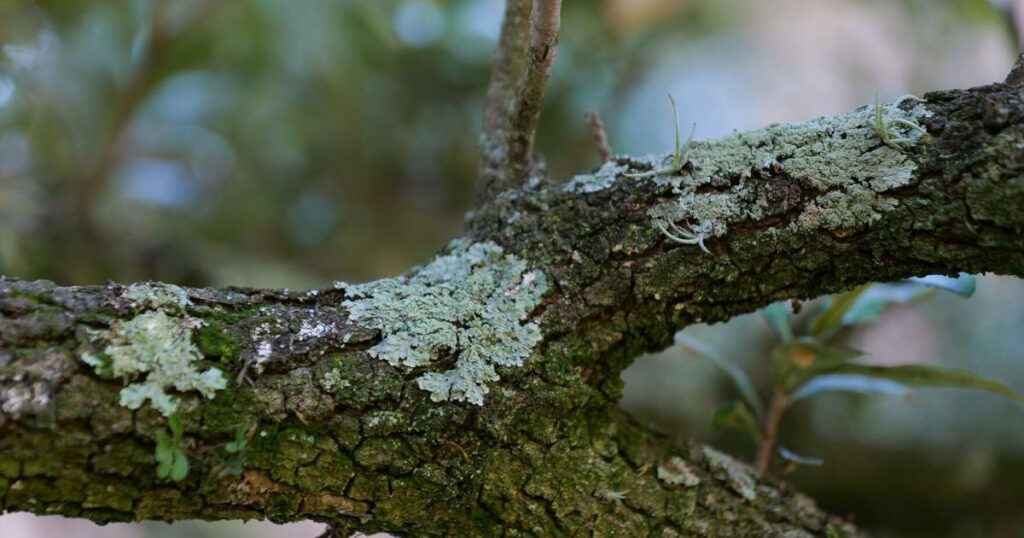 It's OK to like lichens. They don't harm the trees. | Entertainment/Life