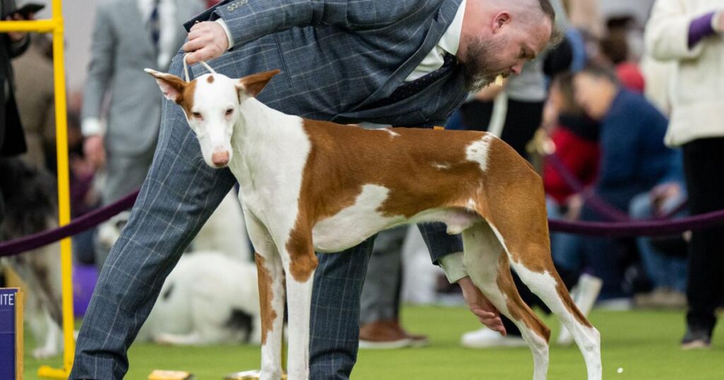 Doberman pinscher named Penny wins best in show at the 150th annual Westminster Kennel Club Dog Show | Entertainment