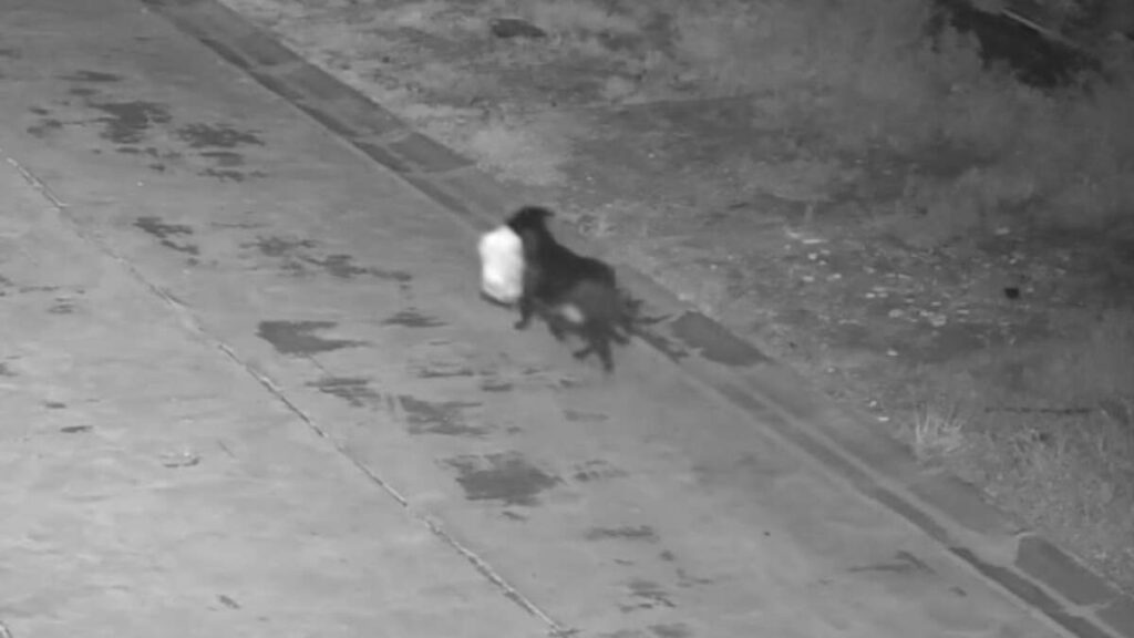 Watch: Dog Trained to Illegally Dump Trash in Italy | NewsRadio 570 WKBN