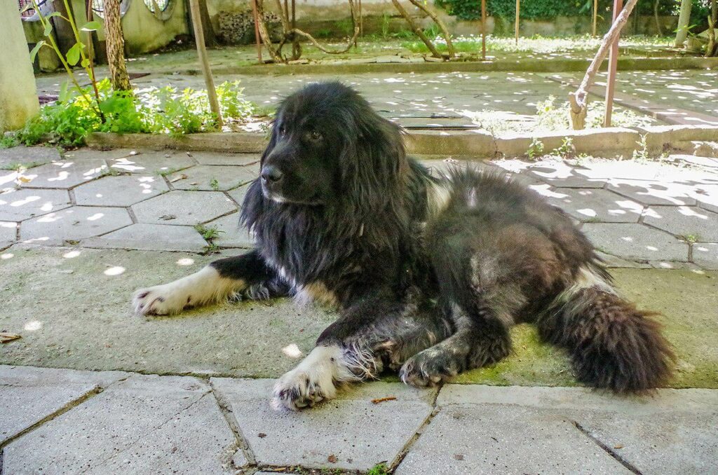 An English version for wikipedia-Karaman is needed