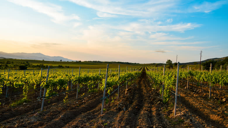 A vineyard in North Macedonia's Tikves wine region.