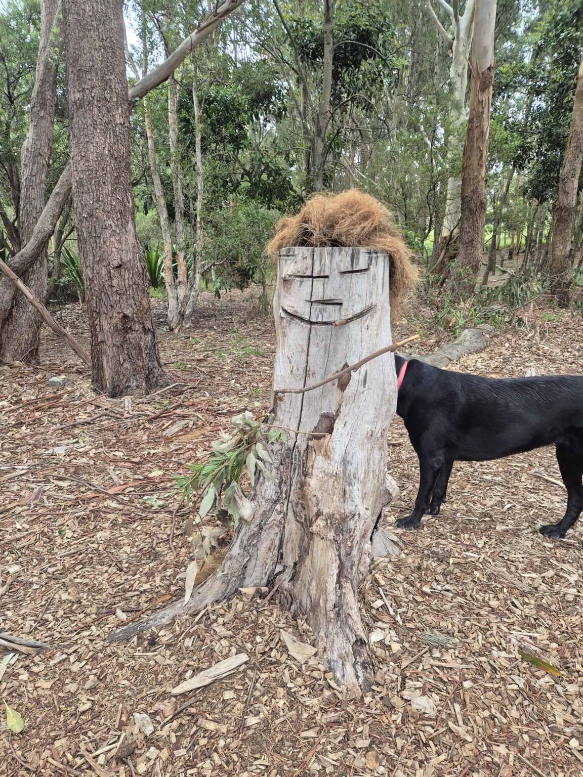Sydney Park stump wants to tour with Playlunch