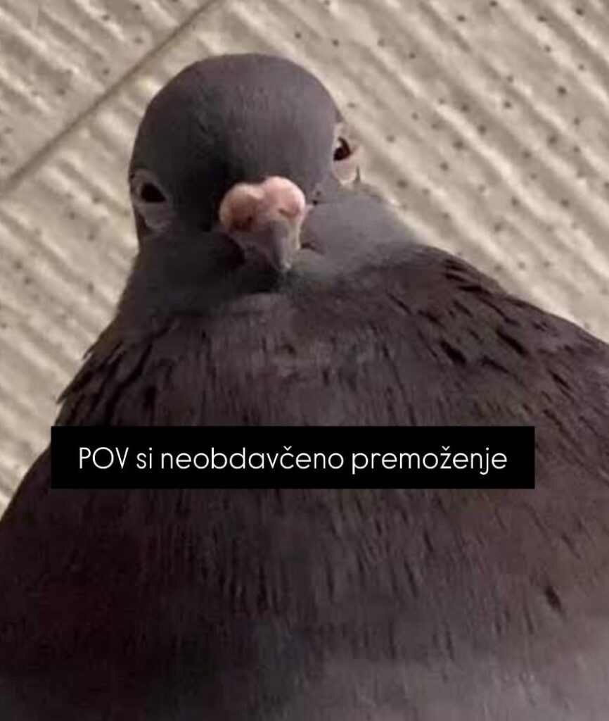 Coo-coo