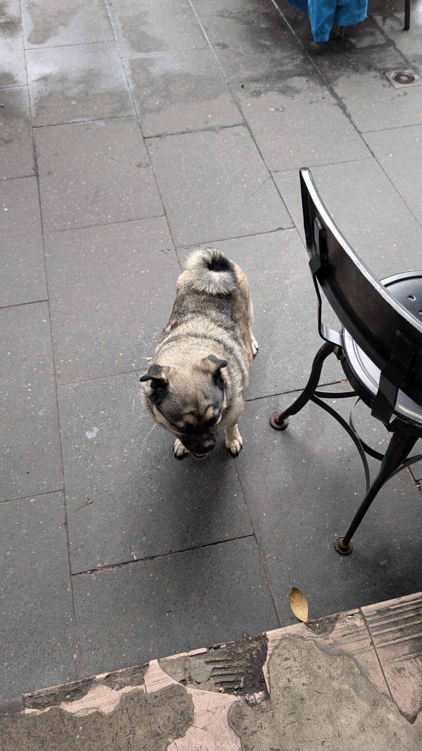 Surry Hills: Dog with no owner loose on Crown St