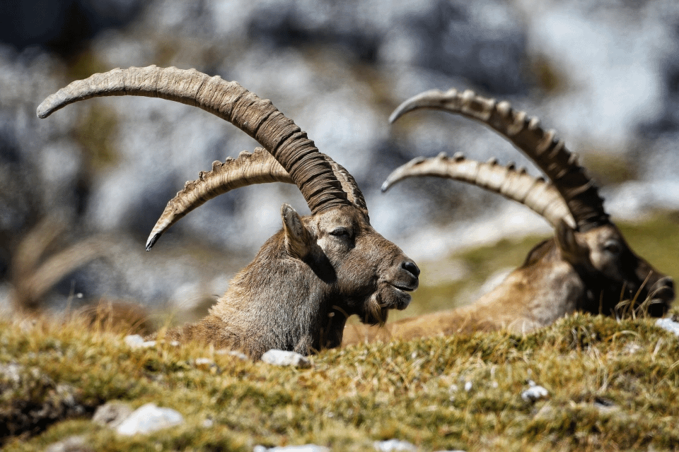 What is your opinion on the protection of the capricorn?