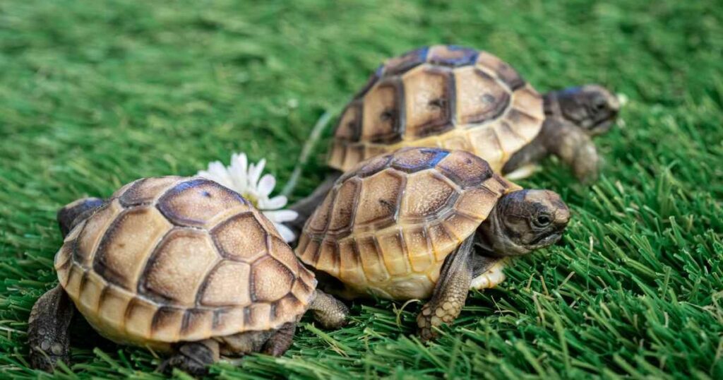 Female Tortoises in Macedonia Are Walking Off Cliffs Due to Constant Sexual Aggression from Males
