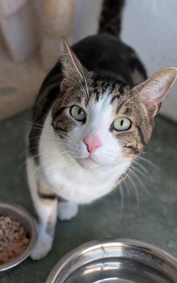 Barty standing next to food and water bowls looking up at camera.