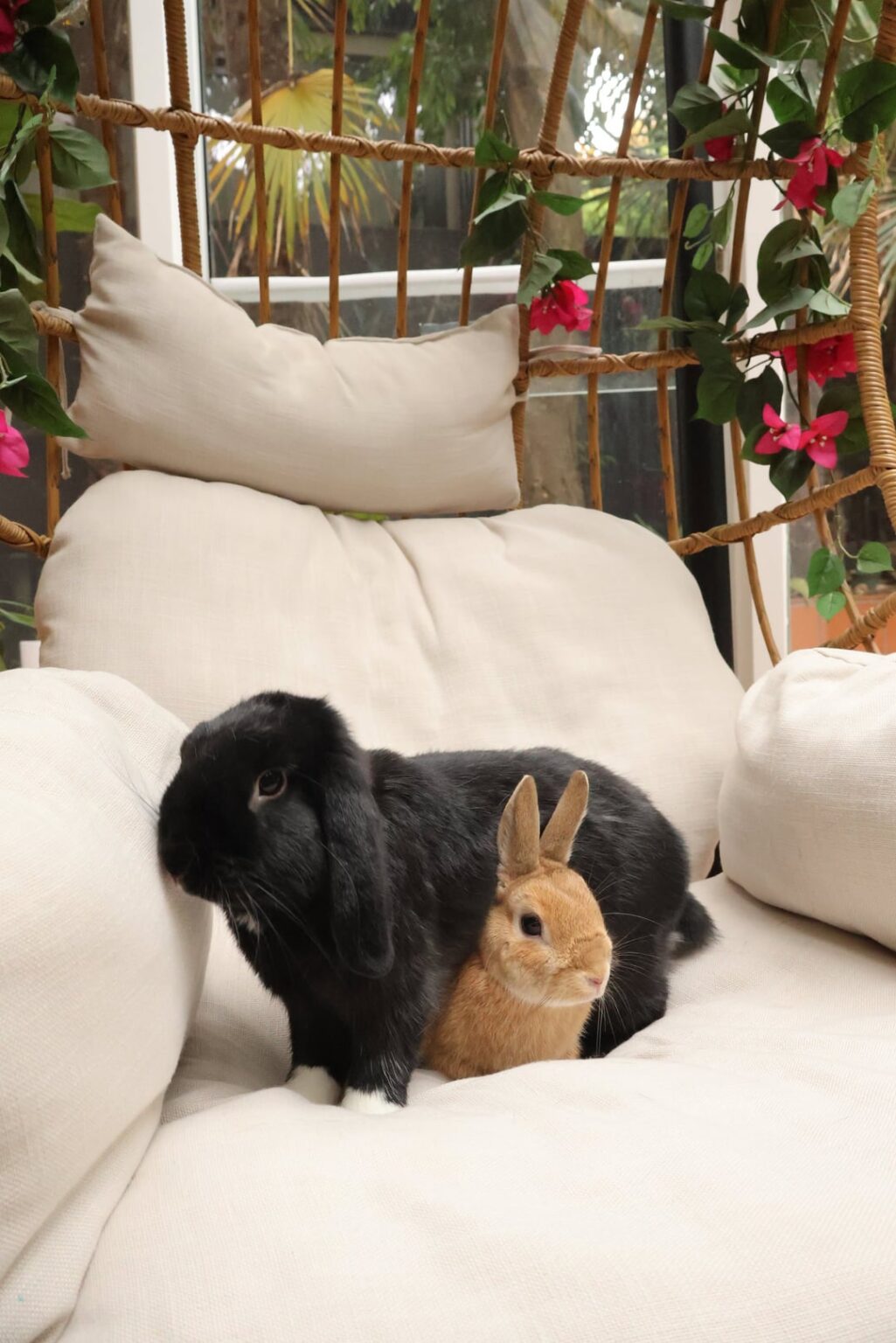 desperately seeking a home for two young bunnies ❤️