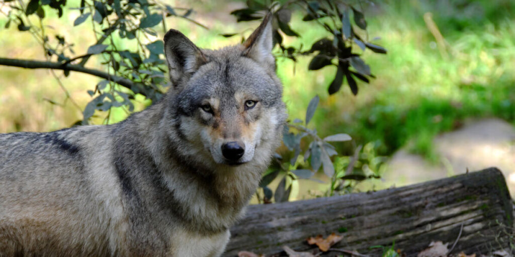 France increases wolf hunting quotas amid rising attacks in 2025