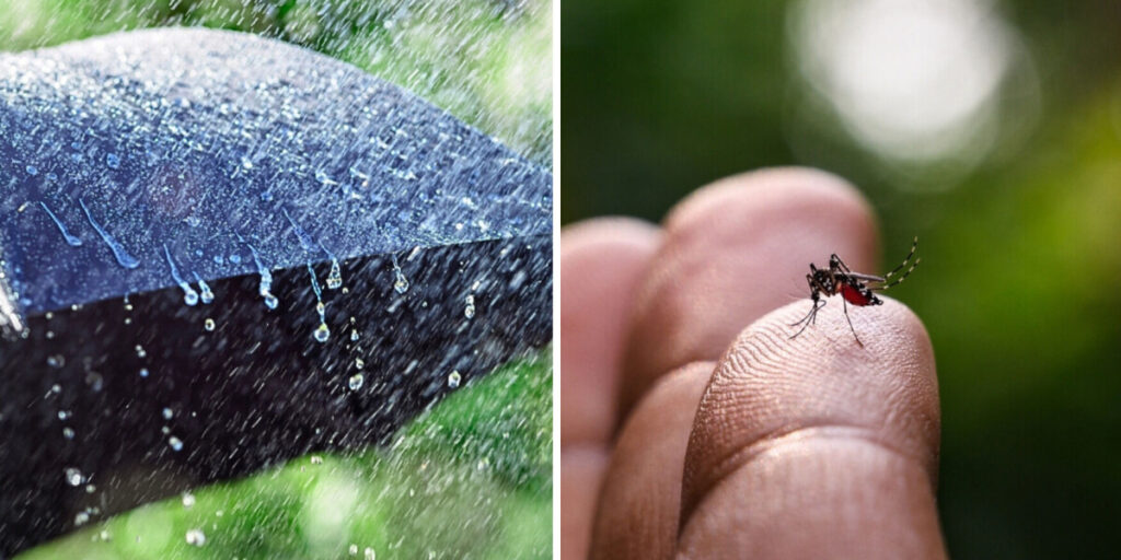 Early emergence due to exceptional weather