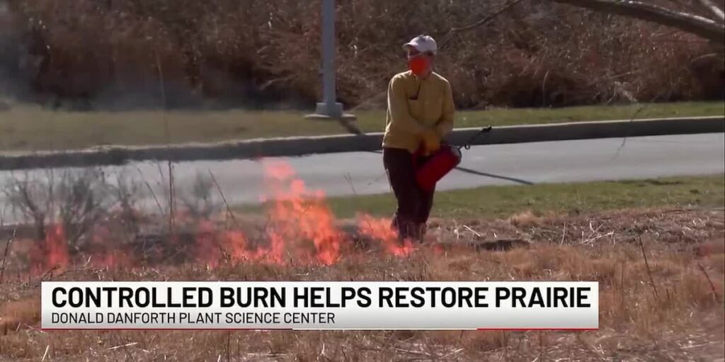 Creve Coeur Science Center conducts controlled fire to prairie