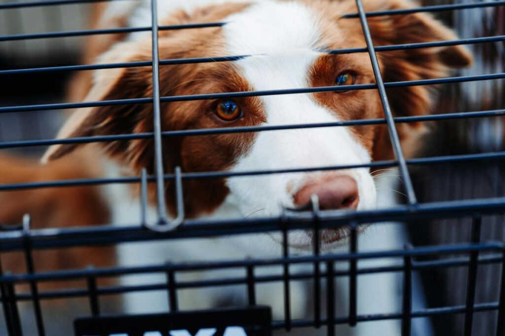 Tele Vet on why the UK has a lot to learn from Australia on pet import rules