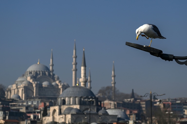 Nearly an own gull! CPR performed on bird at Turkey football match