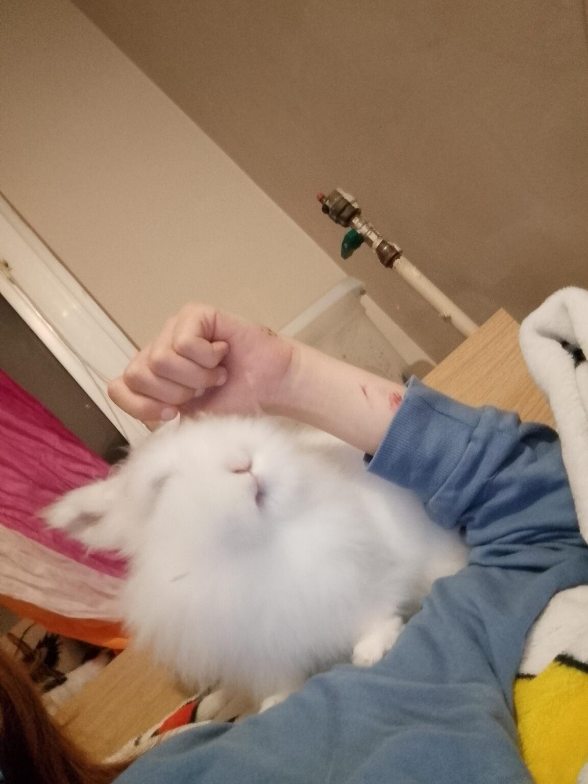 Legal custody of an animal