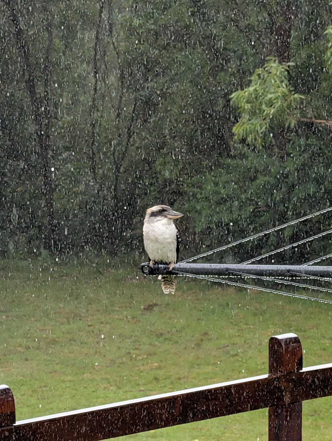 Enjoying the rain