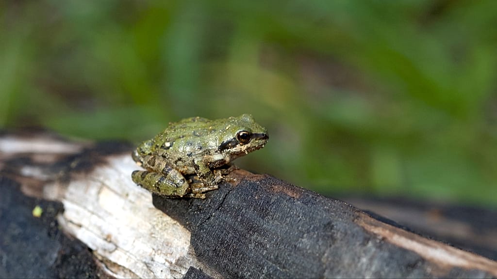 Croaking love songs: Is climate change making male frogs sound ‘sexier’? Croaking love songs: Is climate change making male frogs sound ‘sexier’?
