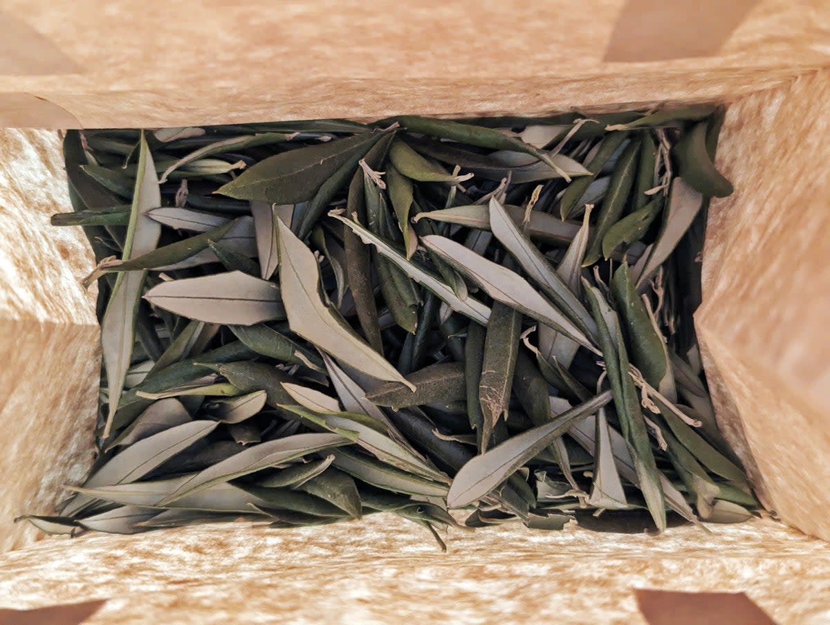 Olive leaves, long treated as by-products, are increasingly brewed into teas and infusions, part of a wider belief that the olive tree is generous far beyond its fruit (Amira Arasteh)