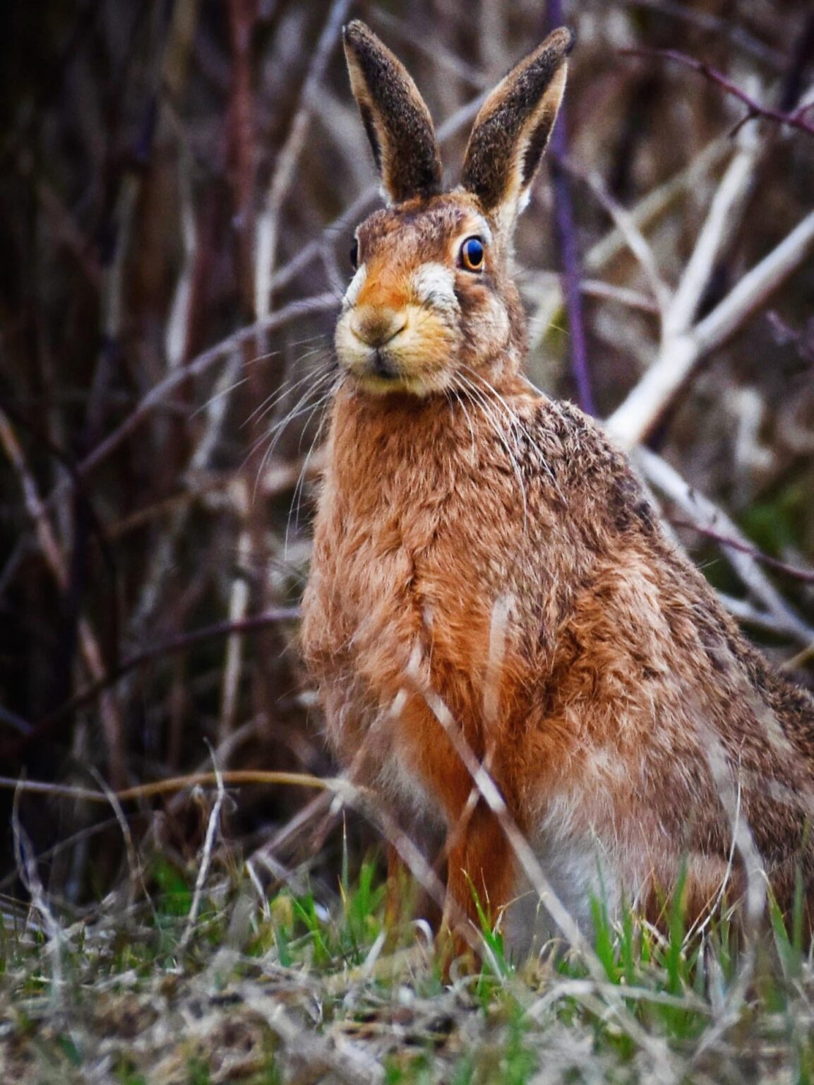 The hare with the stare 🏴󠁧󠁢󠁳󠁣󠁴󠁿