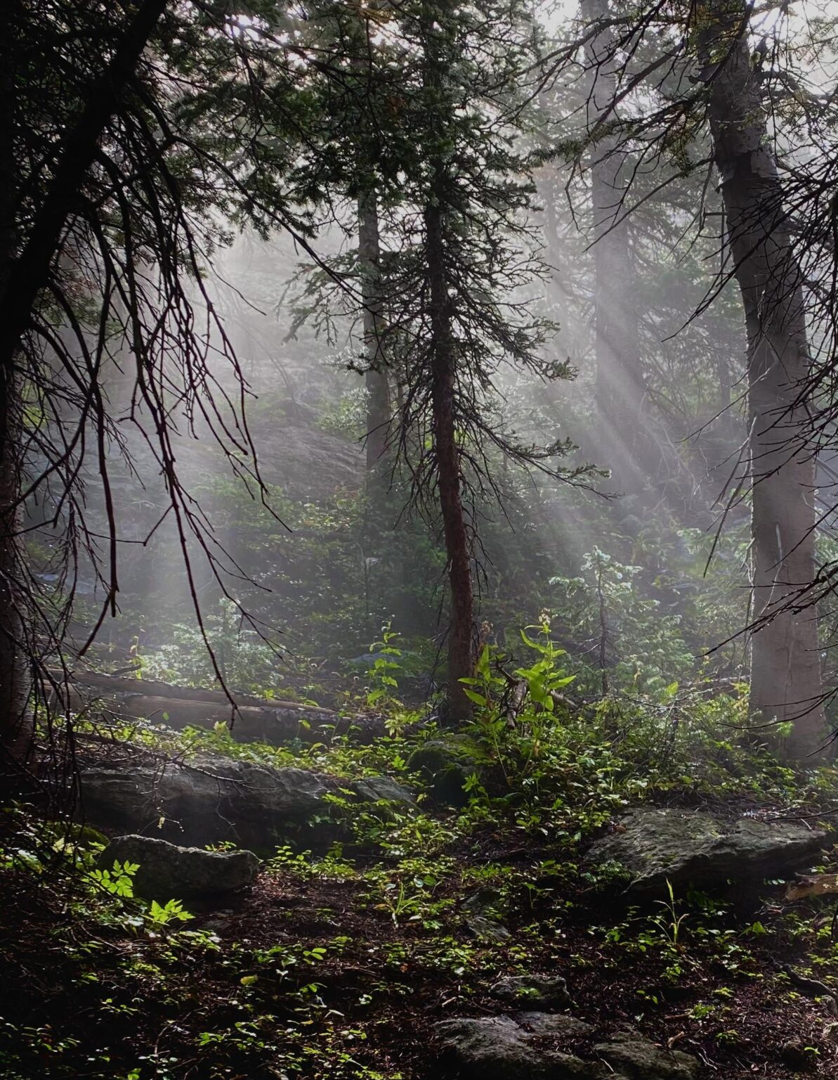 Morning light in Colorado