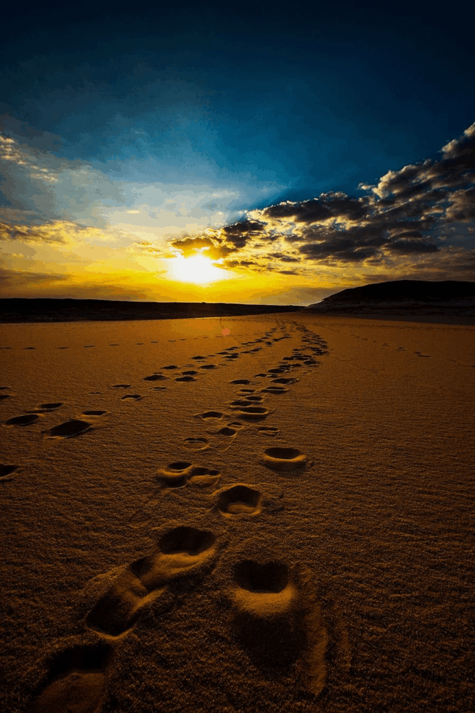 Camel tracks leading into the sunset. Sahara Desert, Egypt