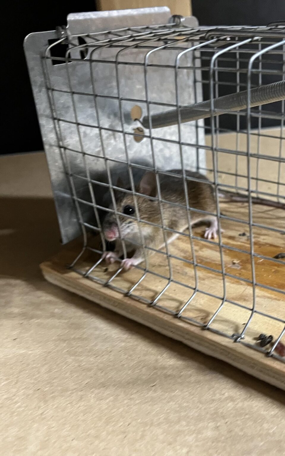 Update Hannibal: 1 year later