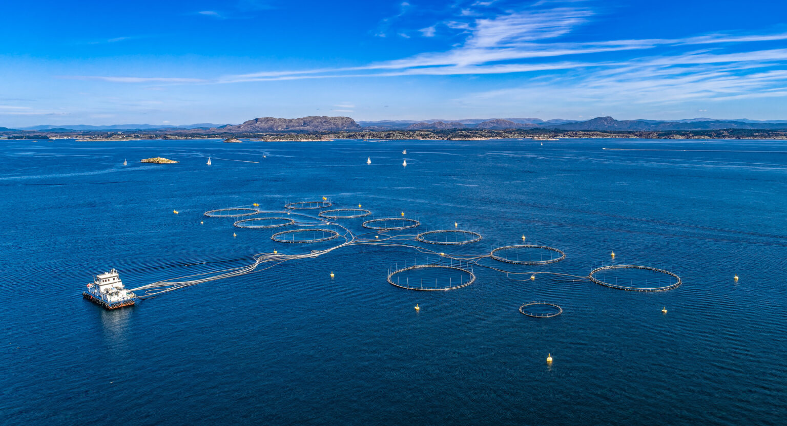 Norway salmon spot prices recover, while Scottish remain soft