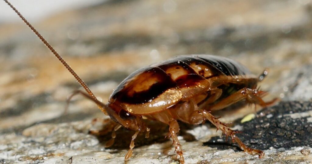 Frozen but unfazed: insights from New Zealand’s coolest bugs