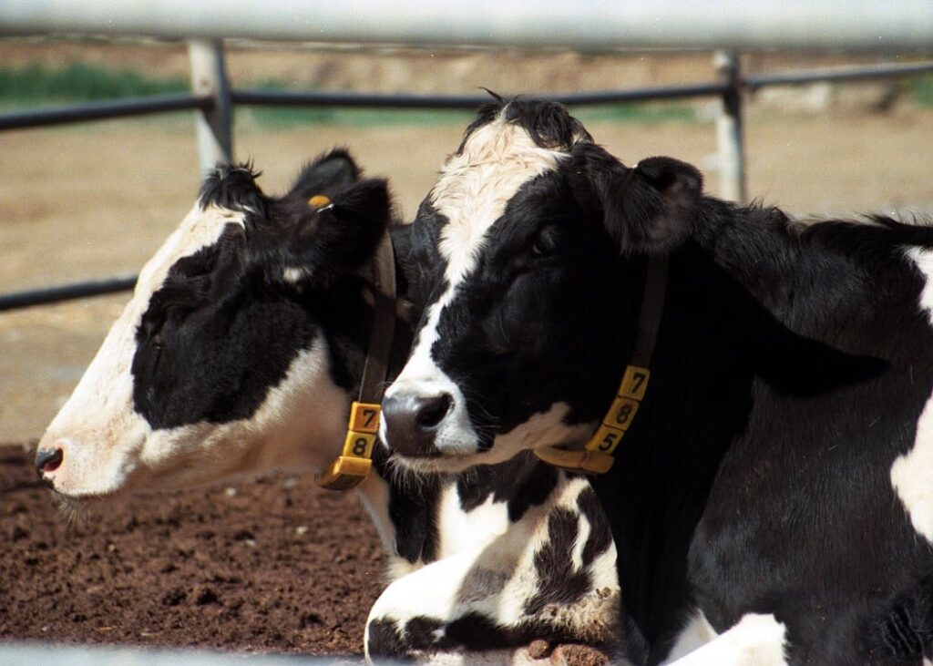 Hunters’ movements restricted as authorities step up foot-and-mouth response cover Commission sends half a million foot-and-mouth vaccines for north