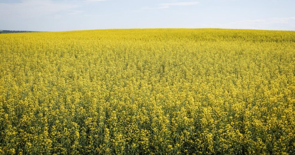 China suspends some agricultural tariffs on Canada