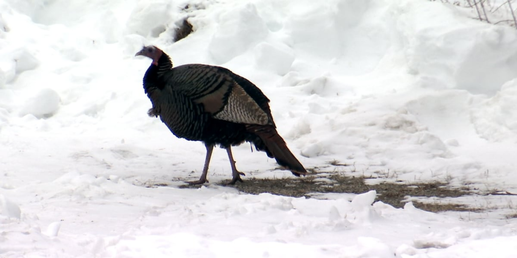 Public reacts after beloved turkey is allegedly stolen