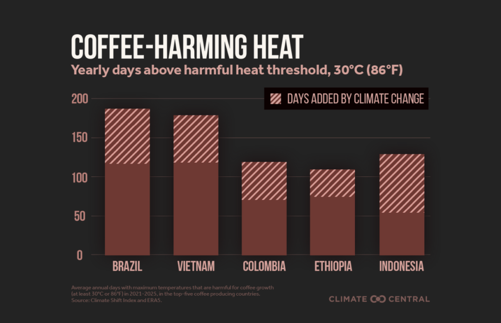 Coffee-harming heat