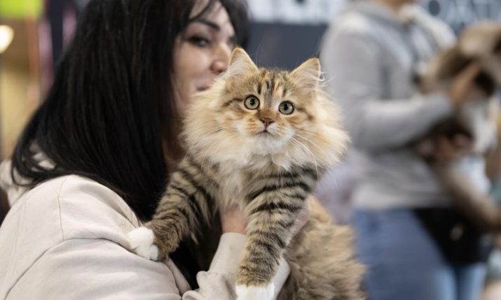 The feline elite arrives in Rijeka – catwalk, world champions and best in show